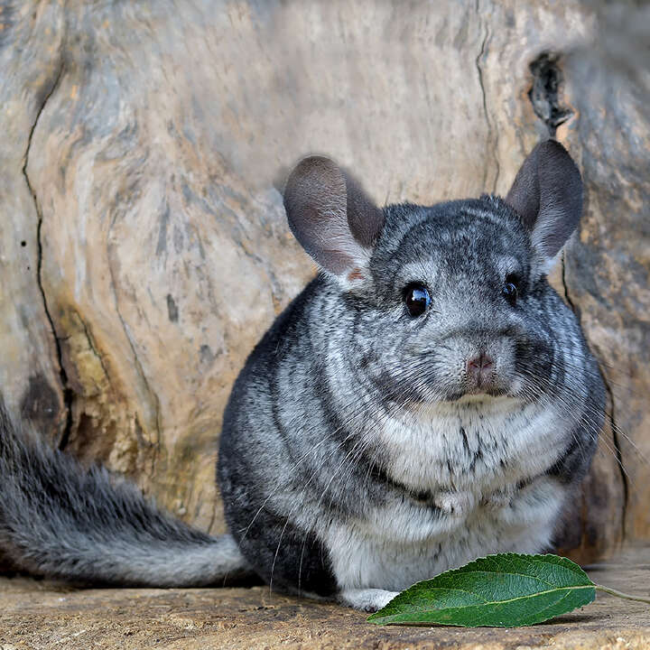 Chinchilla mit Blatt Themeneinstieg